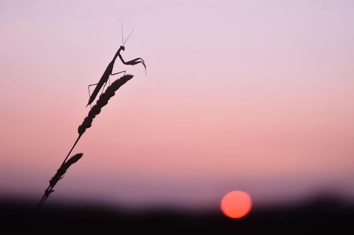 2023 Over 18 Specially Commended Environment Evening Prayer European mantis Mantis religiosa © Leela Channer