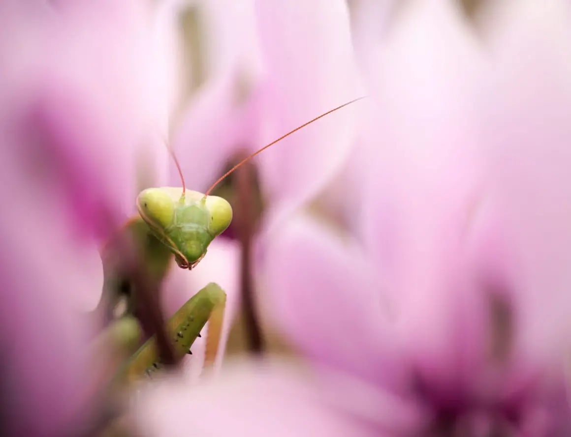 2023 Over 18 Specially Commended Portraits Les Fleurs Du Mal European mantis Mantis religiosa © Panagiotis Dalagiorgos