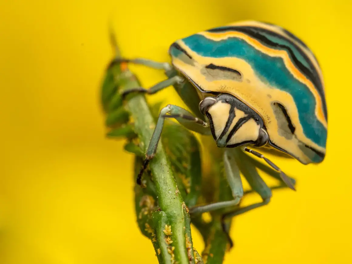 2023 Over 18 Specially Commended Portraits Picasso bug © Picasso bug Sphaerocoris annulus © Robin Backhouse