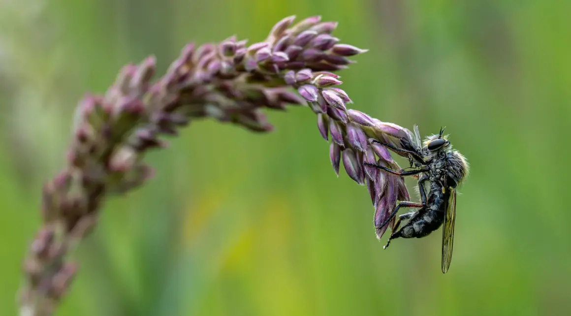2023 Under 18 2nd prize Robber fly breakfast © Jamie Smart