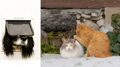 2024 Komedi Evcil Hayvan Fotograf Odulleri