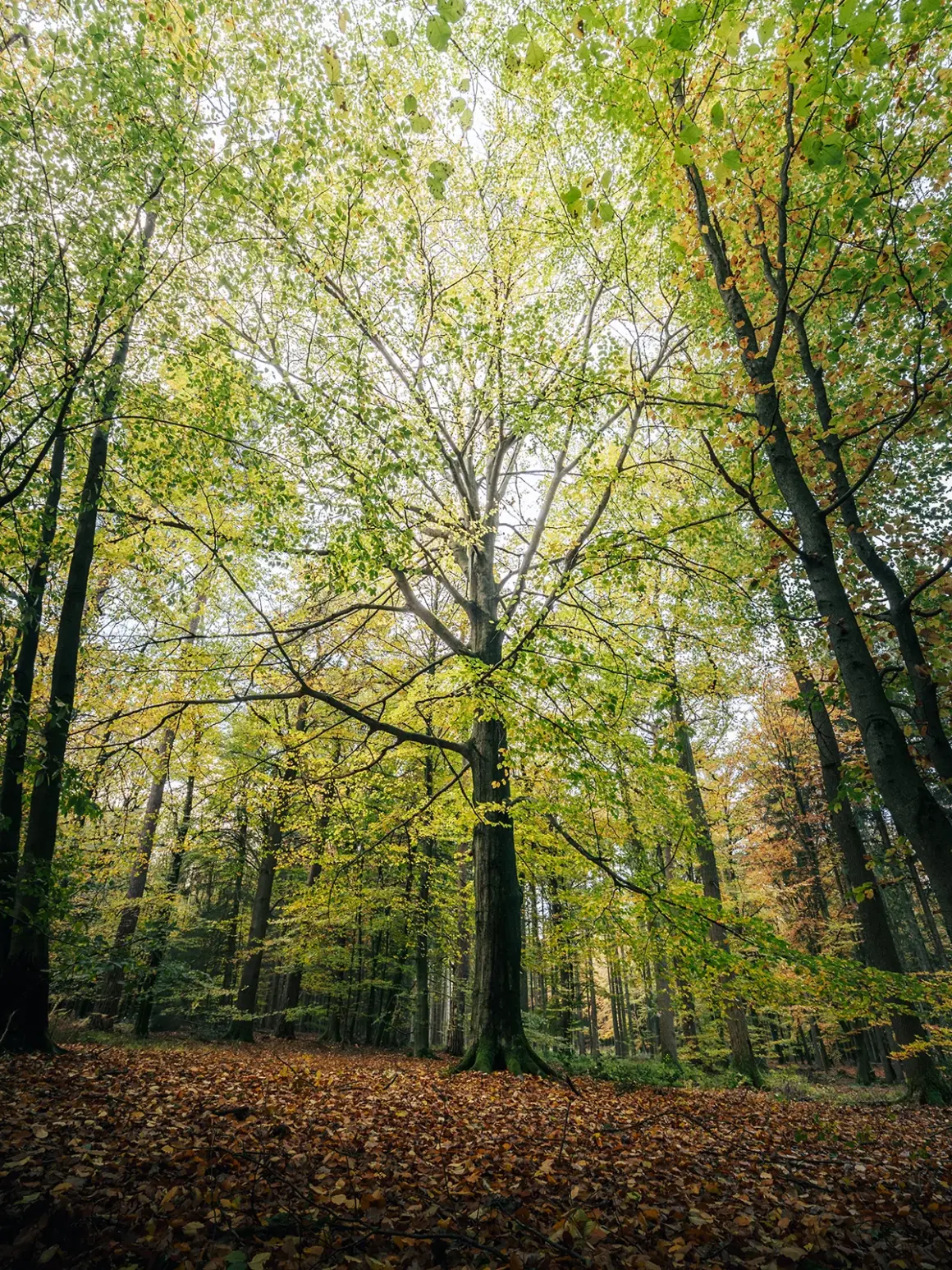 Bir Fotoğrafçı Gibi Görmenize Yardımcı Olabilecek Altı Yol 10 CEW 231106 BEL 007592