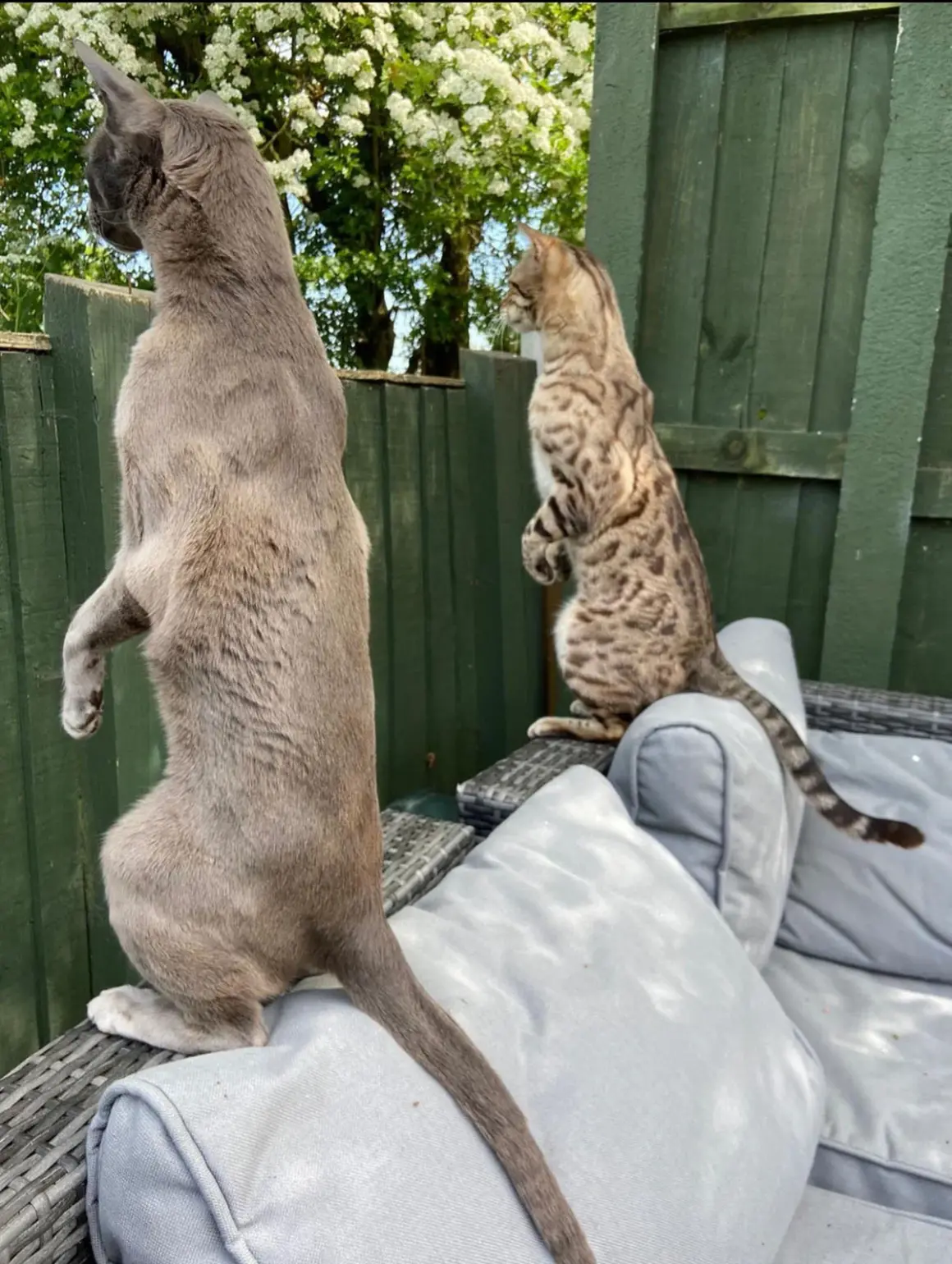 2024 Komedi Evcil Hayvan Fotoğraf Ödülleri 9 HIGHLY COMMENDED Emma Beardsmore Nosey Neighbours