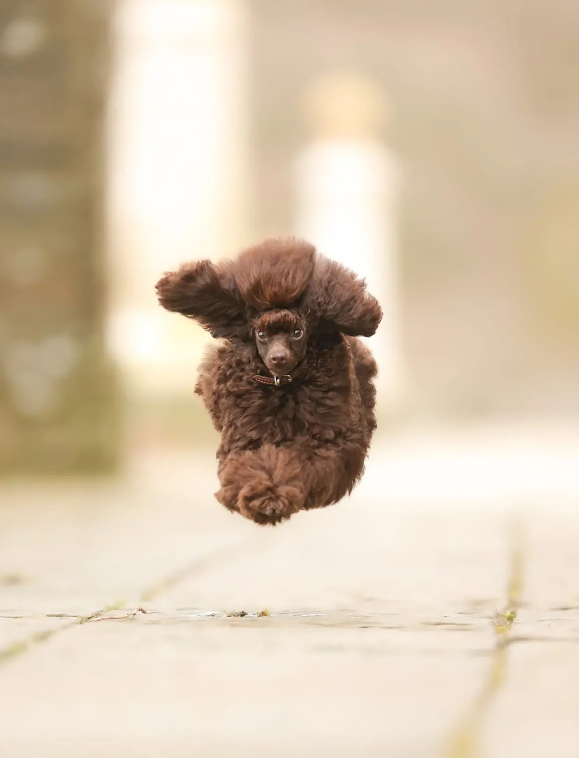 2024 Komedi Evcil Hayvan Fotoğraf Ödülleri 14 HIGHLY COMMENDED Julie Smith I believe I can fly