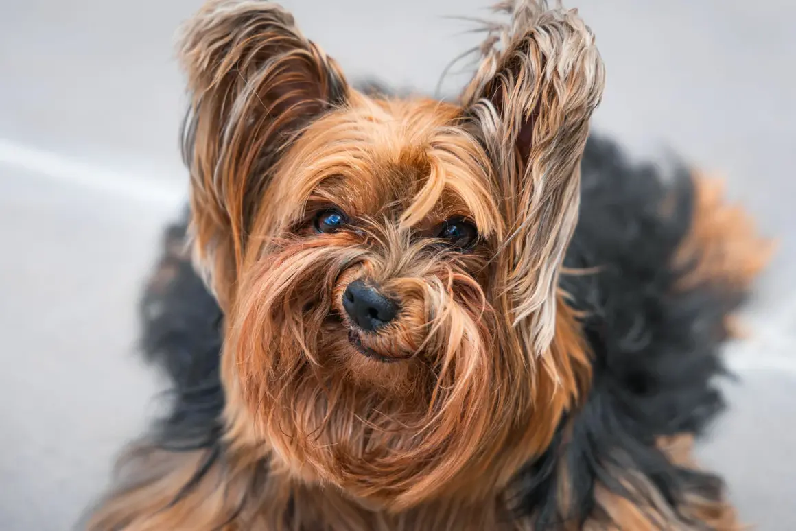 2024 Komedi Evcil Hayvan Fotoğraf Ödülleri 15 HIGHLY COMMENDED Luiza Ribeiro Grumpy Dog