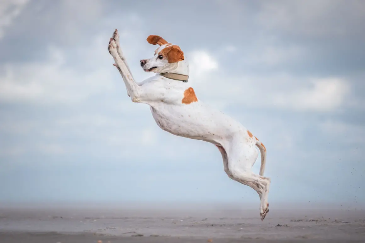 2024 Komedi Evcil Hayvan Fotoğraf Ödülleri 10 HIGHLY COMMENDED Vera Faupel Dancing Queen
