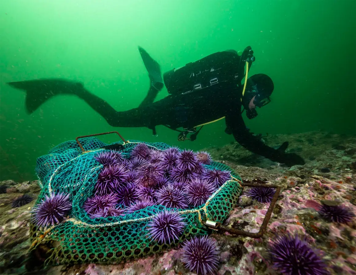15 Dünya Okyanus Günü Fotoğraf Yarışması Kazananları 3 UNWOD2024 Awaken New Depths 2nd Place Patrick Webster