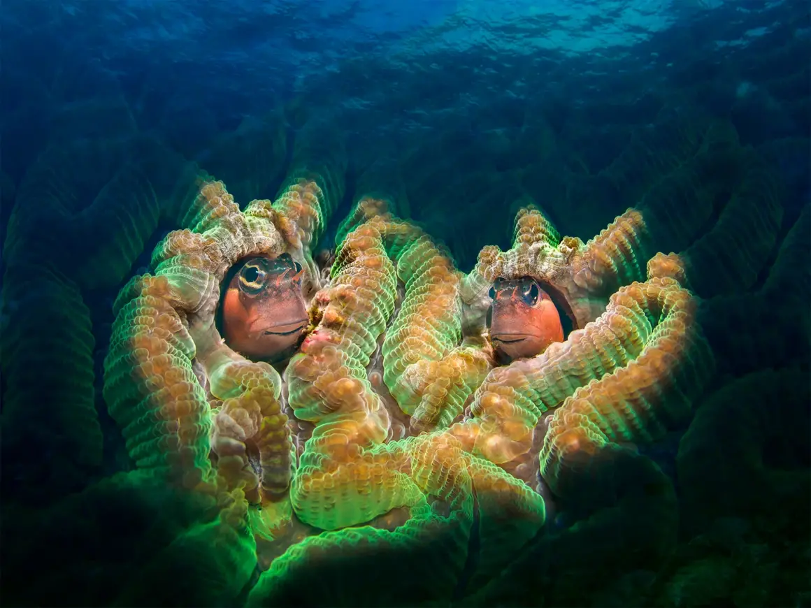 15 Dünya Okyanus Günü Fotoğraf Yarışması Kazananları 12 UNWOD2024 Big and Small Underwater Faces 2nd Place George Kuowei Kao