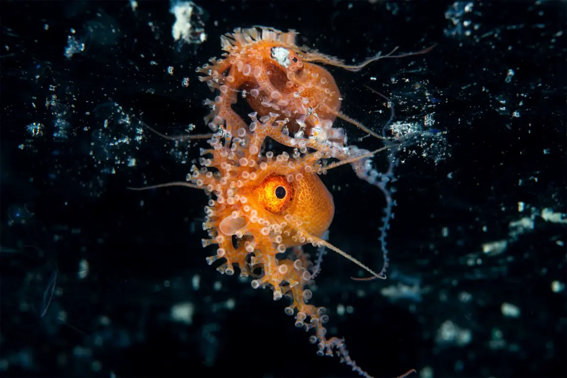 15 Dünya Okyanus Günü Fotoğraf Yarışması Kazananları 13 UNWOD2024 Big and Small Underwater Faces 3rd Place Irene Middleton