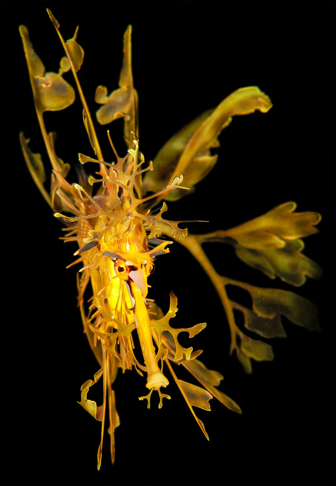 15 Dünya Okyanus Günü Fotoğraf Yarışması Kazananları 11 UNWOD2024 Big and Small Underwater Faces Winner 1st Place Mathieu Macias