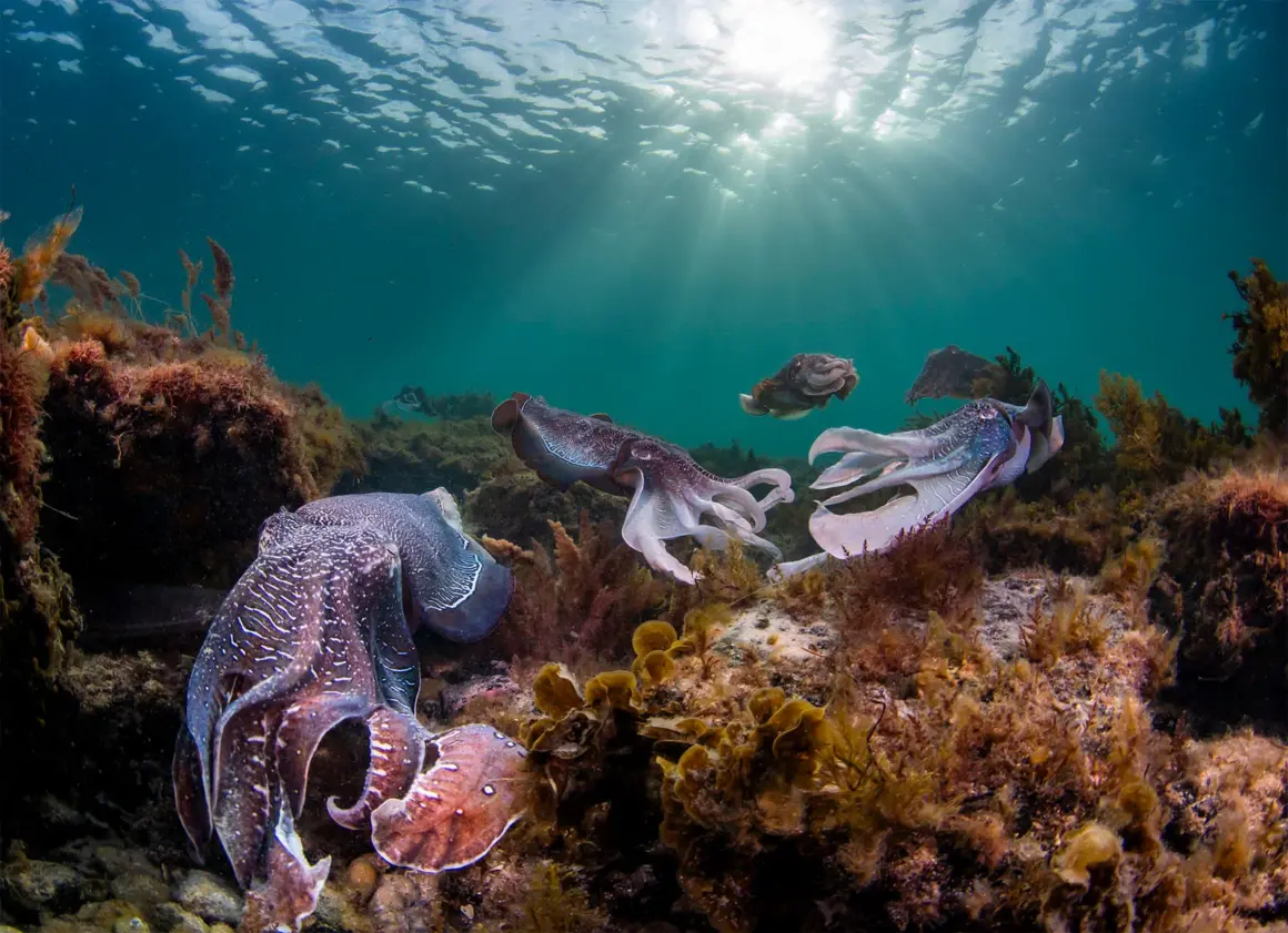 15 Dünya Okyanus Günü Fotoğraf Yarışması Kazananları 6 UNWOD2024 Underwater Seascapes 2nd Place Daniel Sly