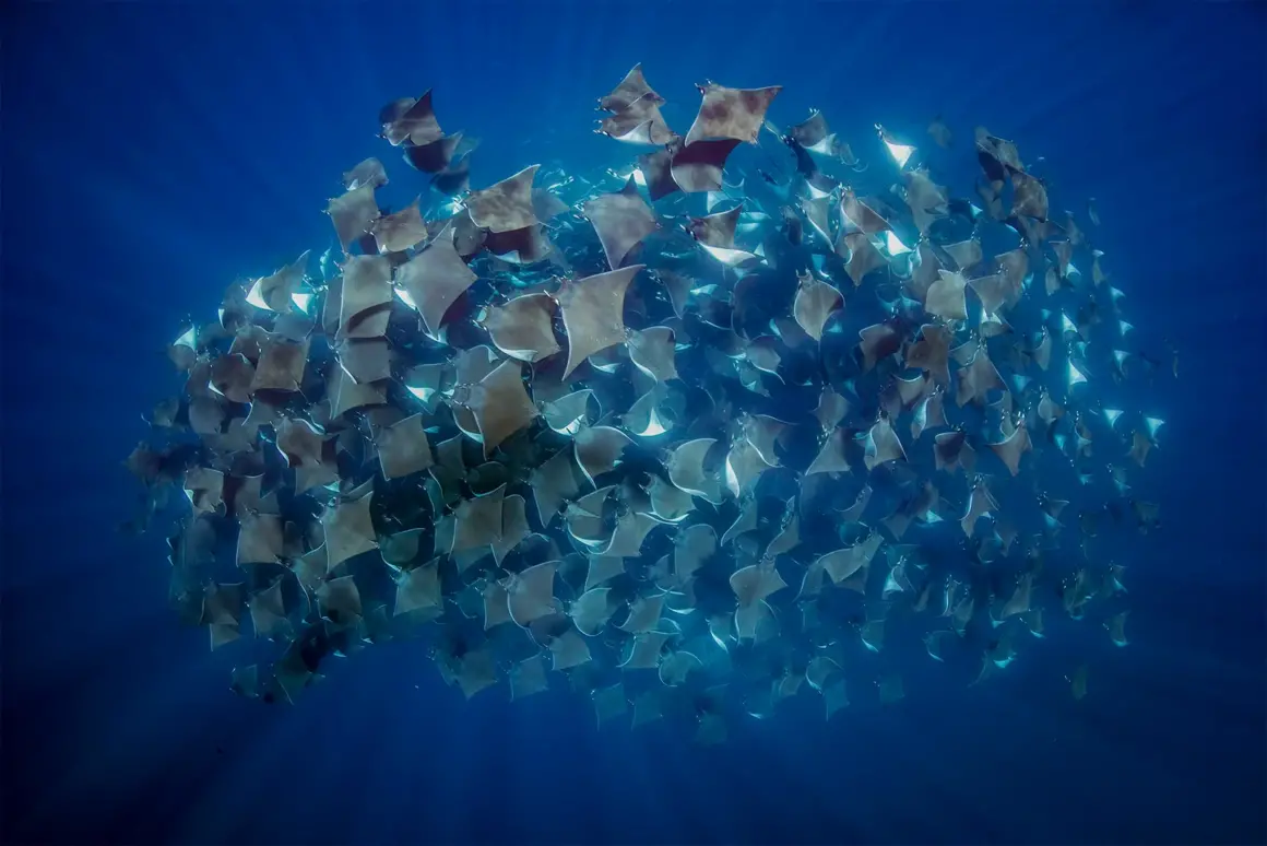 15 Dünya Okyanus Günü Fotoğraf Yarışması Kazananları 7 UNWOD2024 Underwater Seascapes 3rd Place Vanessa Mignon