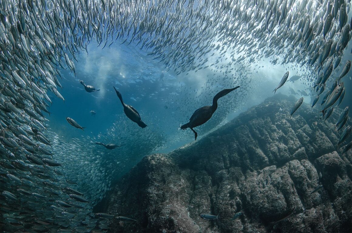 15 Dünya Okyanus Günü Fotoğraf Yarışması Kazananları 5 UNWOD2024 Underwater Seascapes Winner 1st Place Taryn Schulz Cormorant love