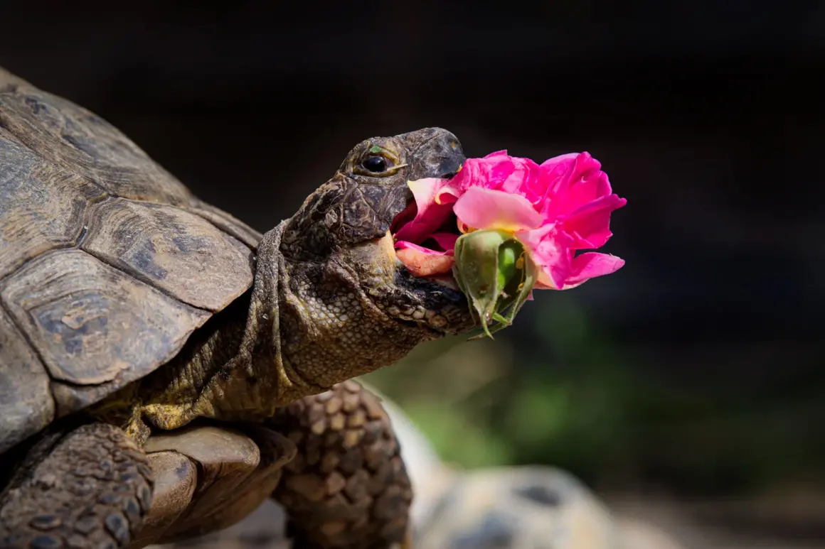 2024 Komedi Evcil Hayvan Fotoğraf Ödülleri 6 all other creatures category winner
