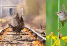 2024 Audubon Fotoğraf Ödülleri 24 audobon