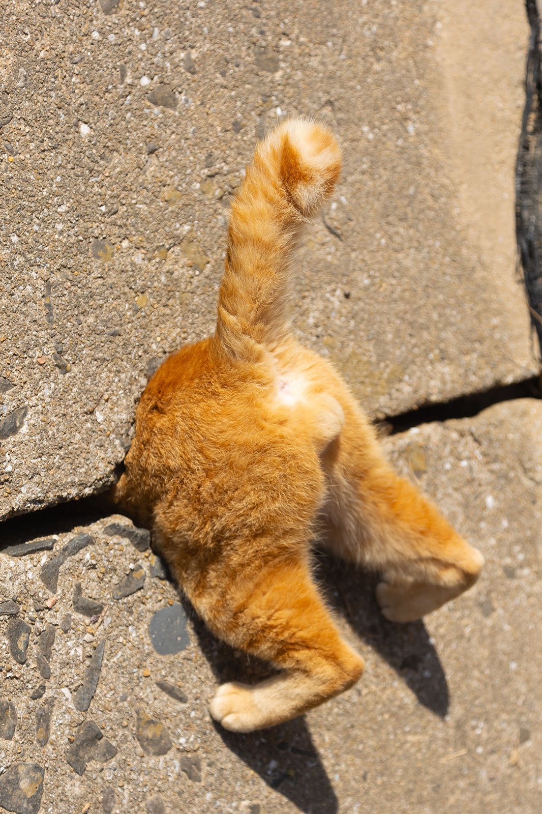 2024 Komedi Evcil Hayvan Fotoğraf Ödülleri 3 cat category winner