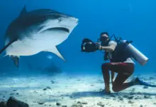 Insta360 X4'ün Köpekbalığına Karşı Dayanıklık Testi 21 insta360 world ocean day video