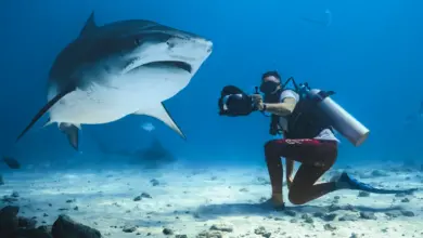 insta360 world ocean day video