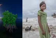 Mangrove Fotoğraf Ödülleri 2024 16 Mangrove Photography 2024 Odulleri