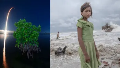 Mangrove Photography 2024 Odulleri