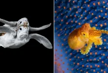 Yılın Okyanus Fotoğrafçısından 16 İnanılmaz Finalist 20 Ocean Photographer of the Year 2024