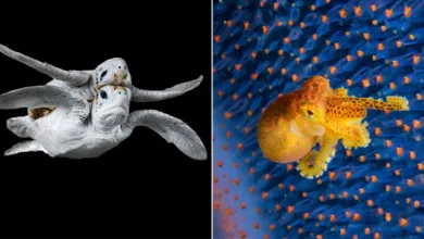 Ocean Photographer of the Year 2024