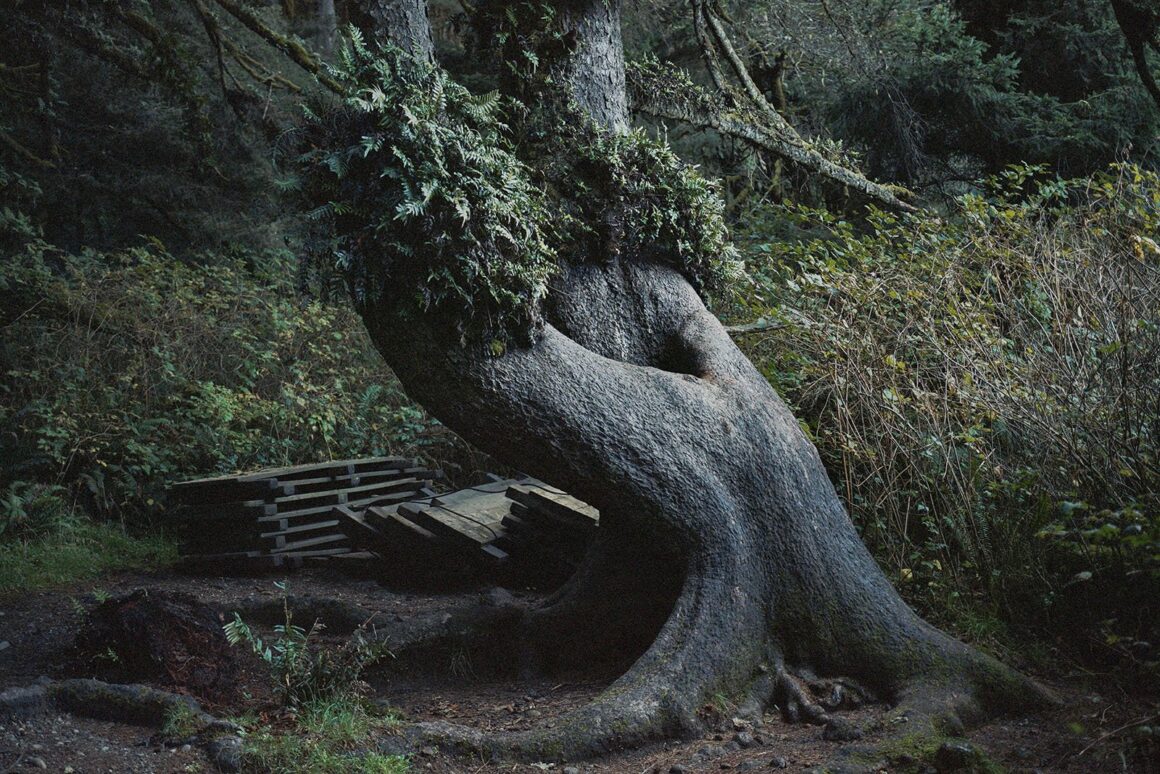 2024 Feature Shoot Emerging Photography Awards 12 GlebSimonov OldGrowth 01