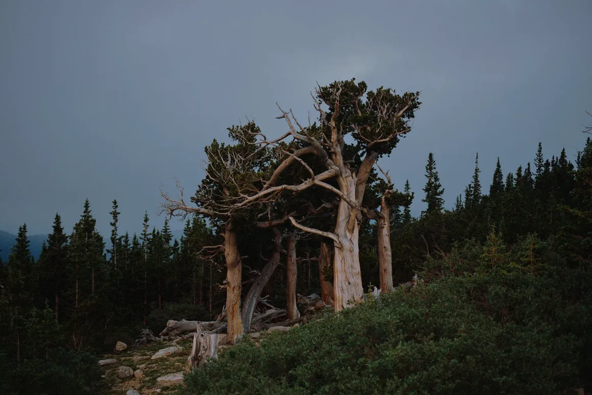 2024 Feature Shoot Emerging Photography Awards 11 GlebSimonov OldGrowth 02
