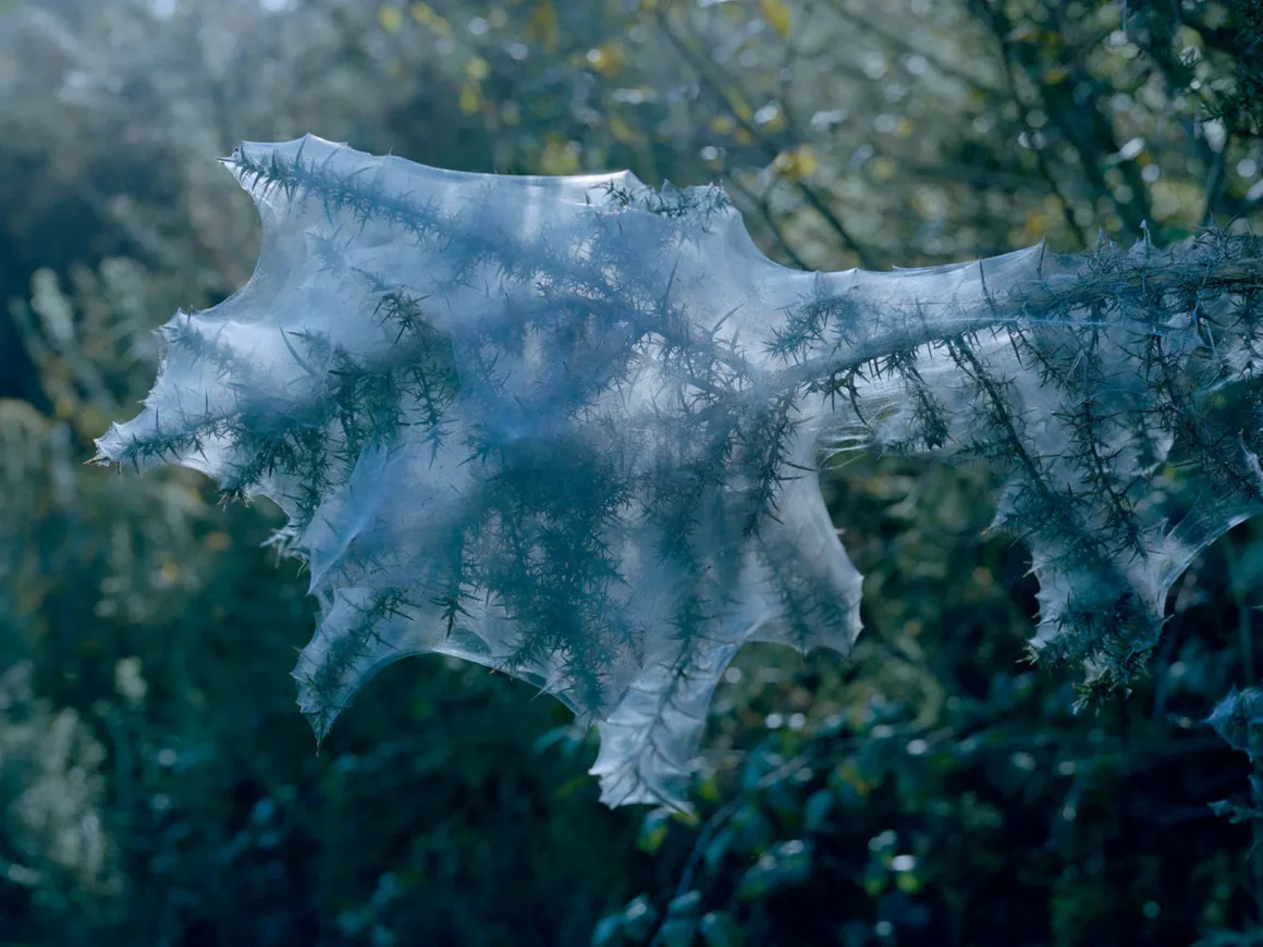 2024 Feature Shoot Emerging Photography Awards 20 Maria Oliveira 12x18 02