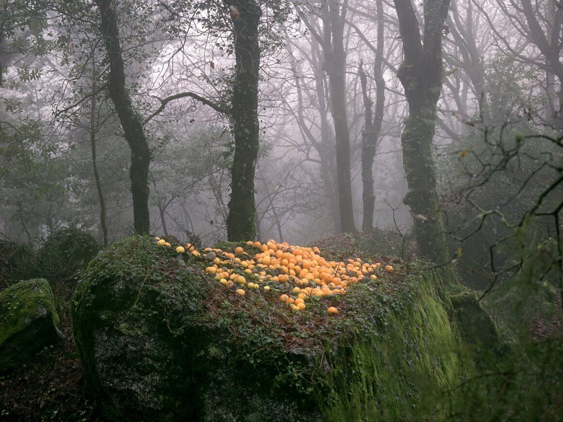 2024 Feature Shoot Emerging Photography Awards 19 Maria Oliveira 16x24