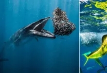 The Ocean Photographer of the Year 2024 15 The Ocean Photographer of the Year