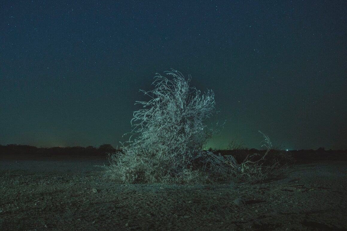 2024 Feature Shoot Emerging Photography Awards 14 The fallen tree Chinky Shukla