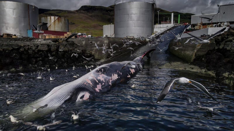 The Ocean Photographer of the Year 2024 5 ocean poty conservation impact brogaard