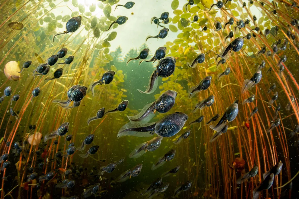 The Ocean Photographer of the Year 2024 11 ocean poty portfolio gross 1 1
