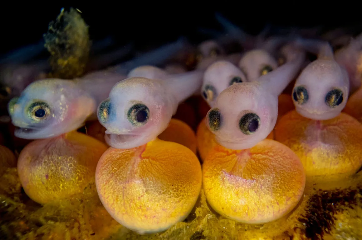 The Ocean Photographer of the Year 2024 9 ocean poty portfolio gross 3 1