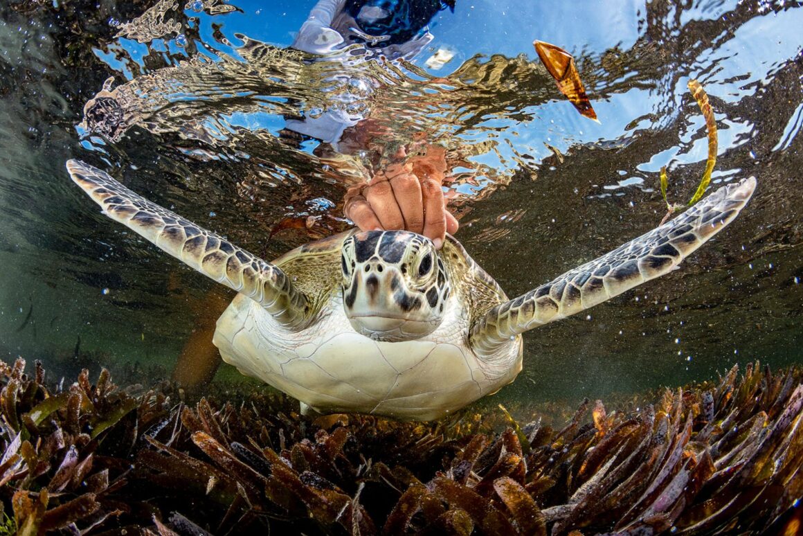 The Ocean Photographer of the Year 2024 6 oeaan poty conservation hope gross 1