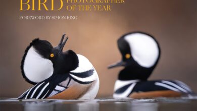 2024 Kus Fotografcisi Odullerinin kazananlari