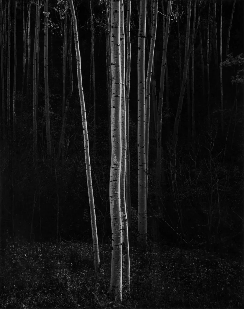 Ansel Adams Aspens Northern New Mexico Vertical