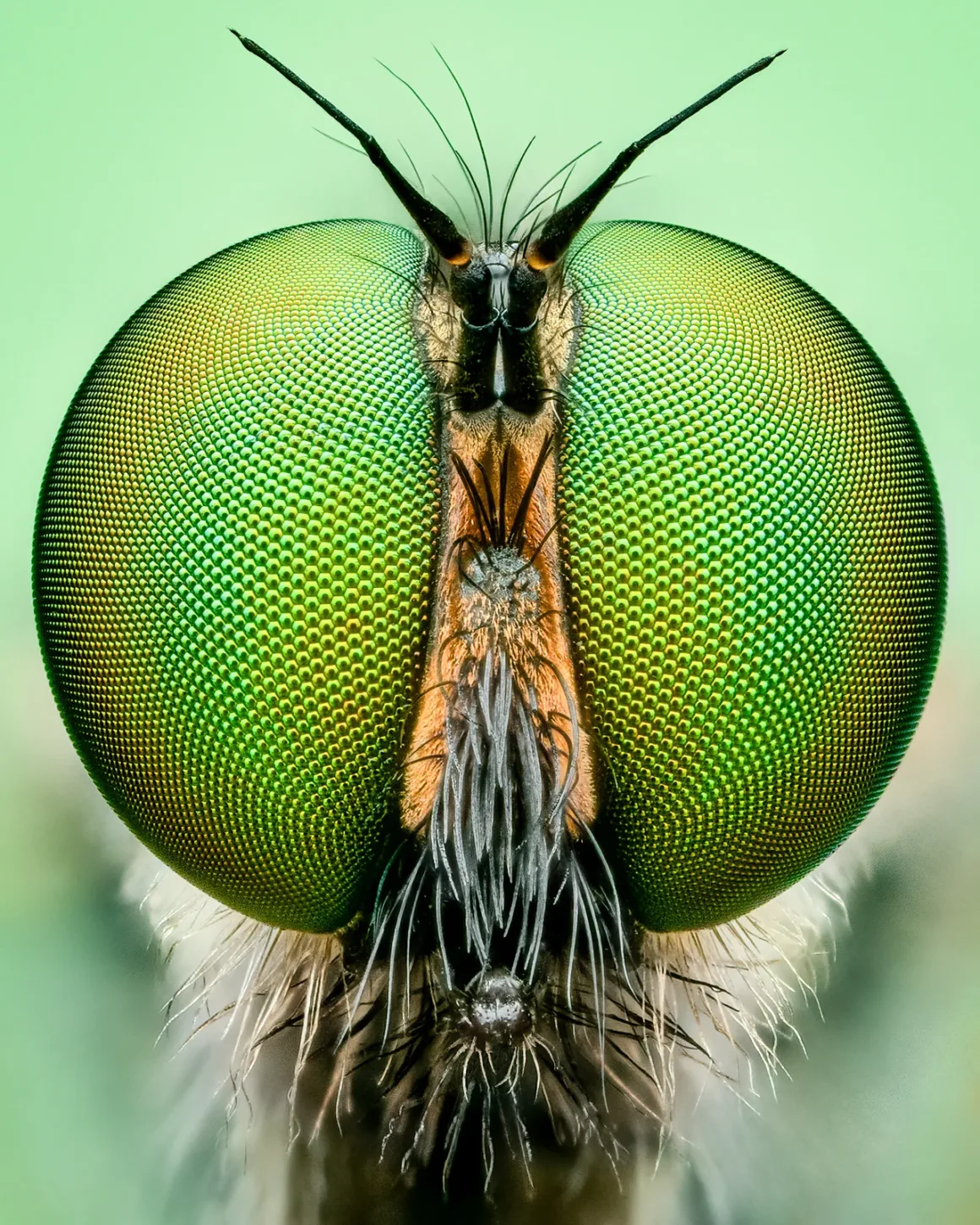 Daha İyi Makro Yaban Hayatı Fotoğrafları Nasıl Çekilir 25 Background Card and lighting Portrait Of A Robber Fly