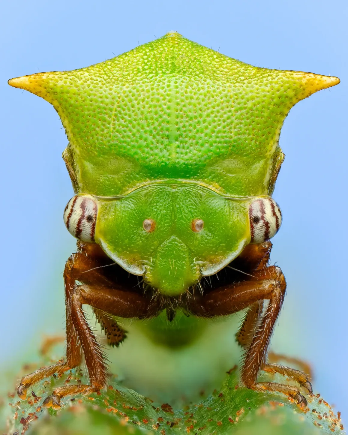 Daha İyi Makro Yaban Hayatı Fotoğrafları Nasıl Çekilir 26 Background cards and lighting Portrait Of A Buffalo Treehopper Fixed