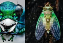 Daha İyi Makro Yaban Hayatı Fotoğrafları Nasıl Çekilir 17 Ben Salb Macro Photography OM SYSTEM