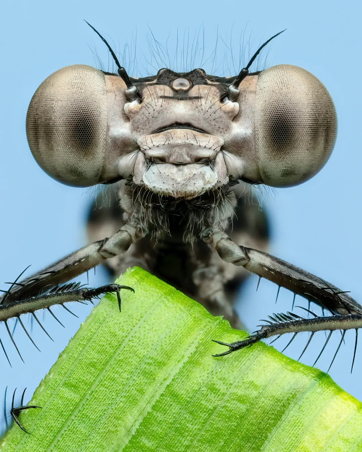 Daha İyi Makro Yaban Hayatı Fotoğrafları Nasıl Çekilir 3 Color card and lighting Teneral Damselfly