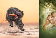 The 2024 Dog Photography Awards 32 Dog Photography Awards