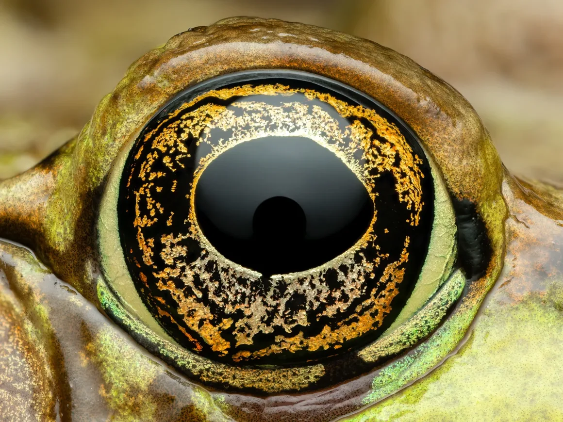 Daha İyi Makro Yaban Hayatı Fotoğrafları Nasıl Çekilir 7 General Green Frog Eye