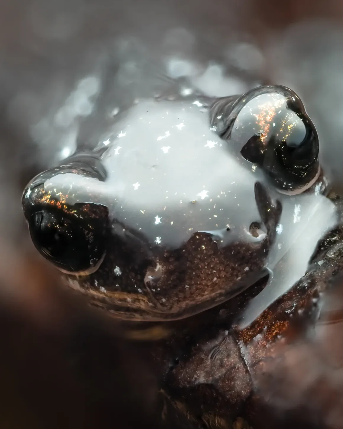 Daha İyi Makro Yaban Hayatı Fotoğrafları Nasıl Çekilir 9 General Salamander