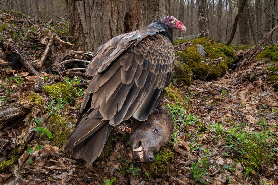 2024 Kuş Fotoğrafçısı Ödüllerinin kazananları 6 Gold Bird Behaviour