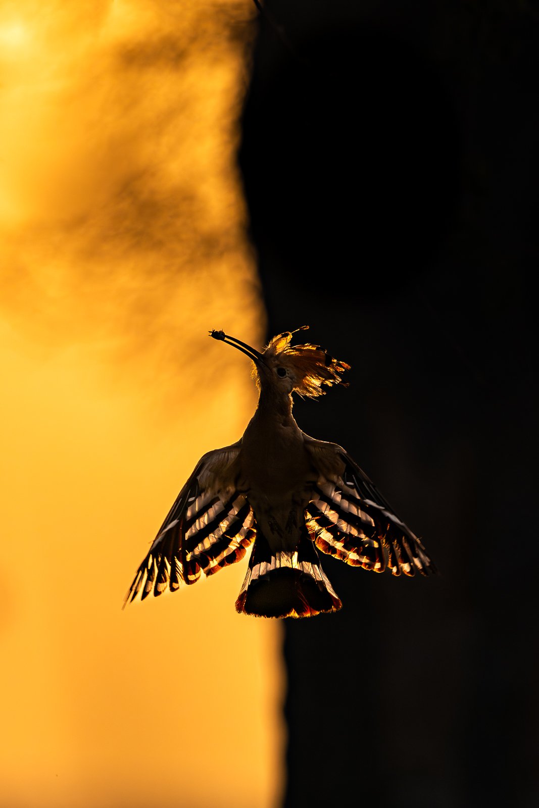 2024 Kuş Fotoğrafçısı Ödüllerinin kazananları 7 Gold Birds in Flight
