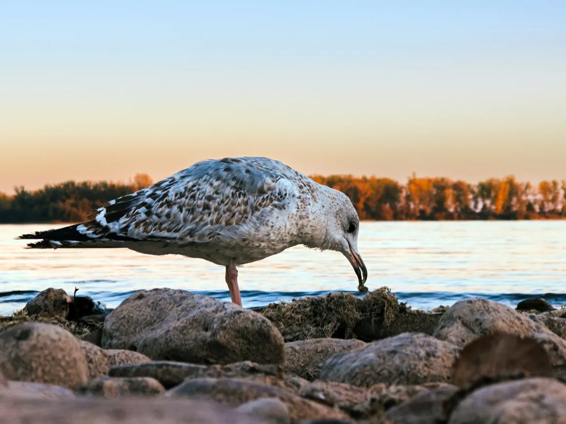 Honor Magic V3 İncelemesi 13 Honor Magic V3 telephoto edit