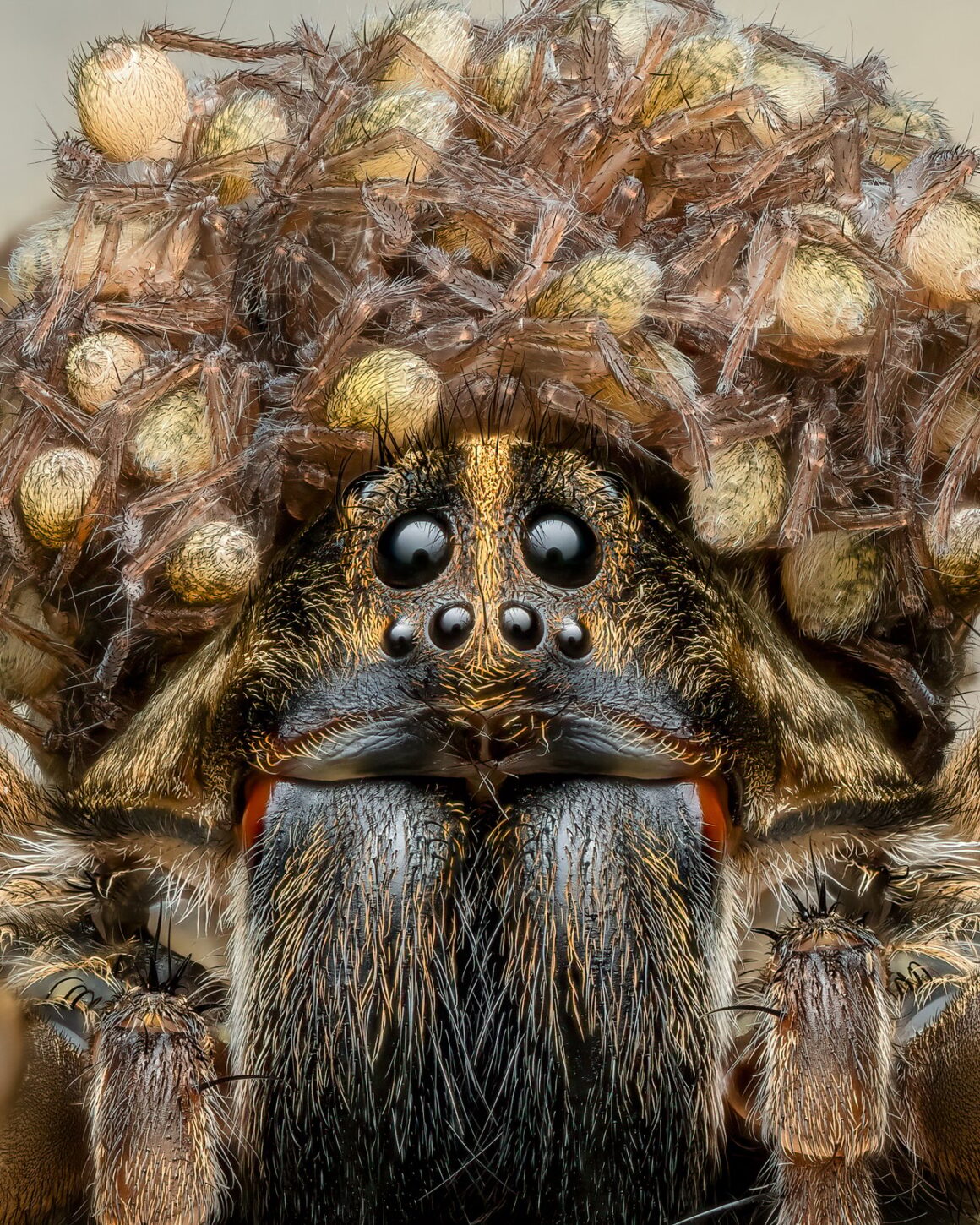 Daha İyi Makro Yaban Hayatı Fotoğrafları Nasıl Çekilir 23 Less Can Be More Wolf Spider With Babies