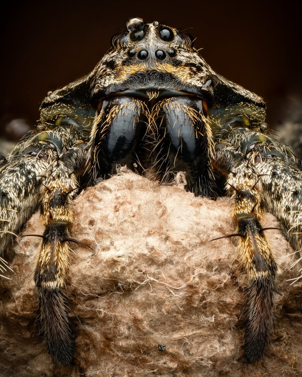 Daha İyi Makro Yaban Hayatı Fotoğrafları Nasıl Çekilir 10 Less is more Fishing Spider with Egg Sac